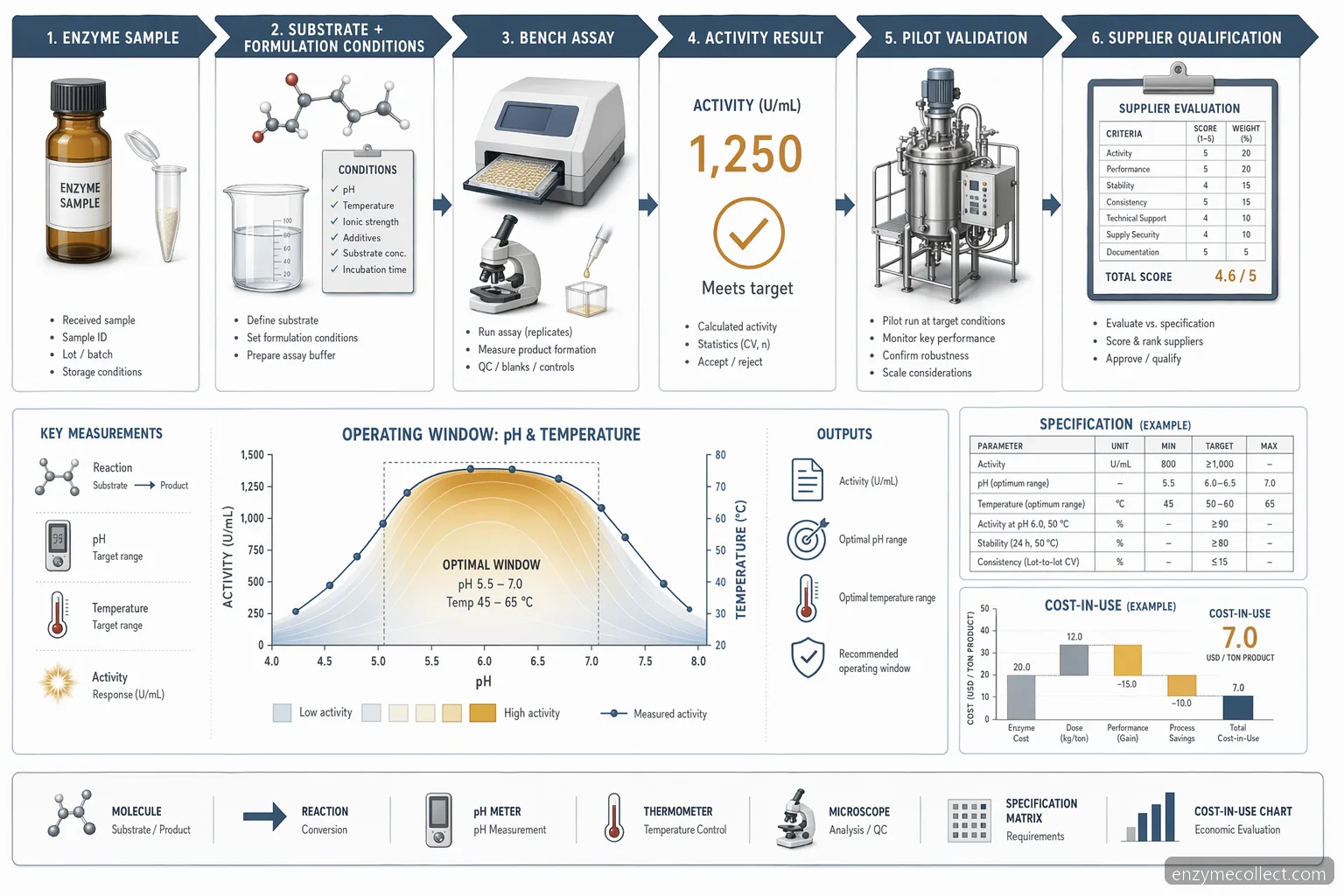 enzyme testing supplier for testing formulation workflow showing pH, temperature, activity, documentation, and pilot steps